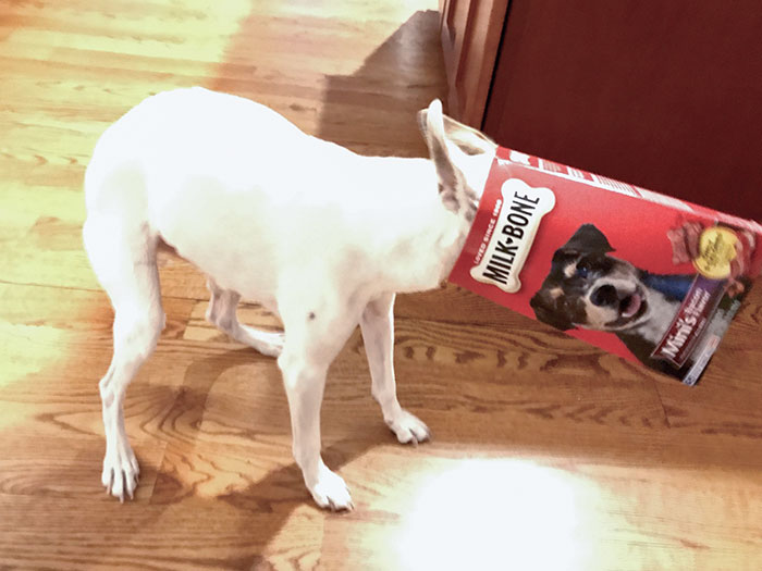 My Dog Got Her Head Stuck In A Treat Box
