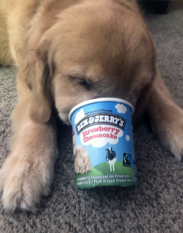 Poor Baby Got Stuck In The Ice Cream Tub For A Couple Of Seconds