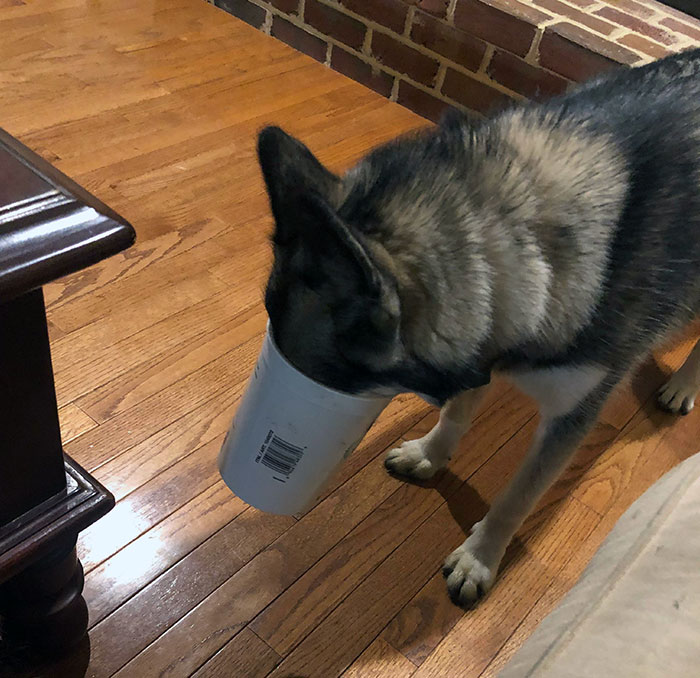 Stuck Trying To Lick The Bottom