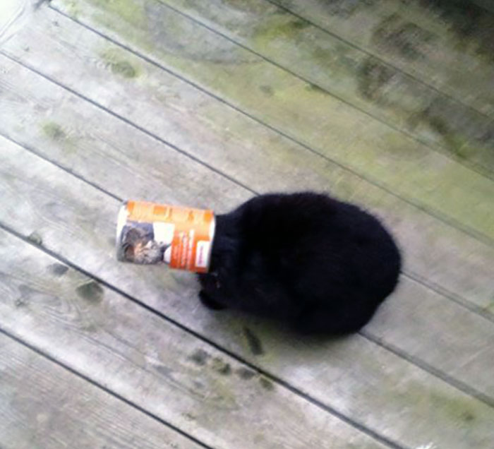 Was Leaving For School And When I Opened The Door I Saw This Little Fella, Stuck In A Can Of Cat Food. We Have Never Had A Cat