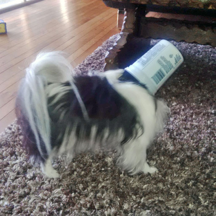 Sister's Dog Got Stuck