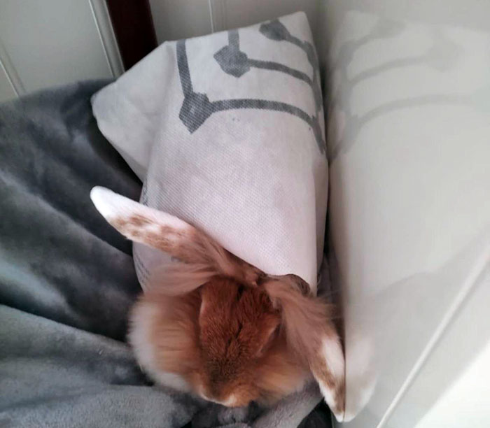 Mufasa Casually Got Stuck In His Hay Bag This Morning. Woke Up To This. Safe To Say That I Won’t Be Using A Hay Bag Anymore