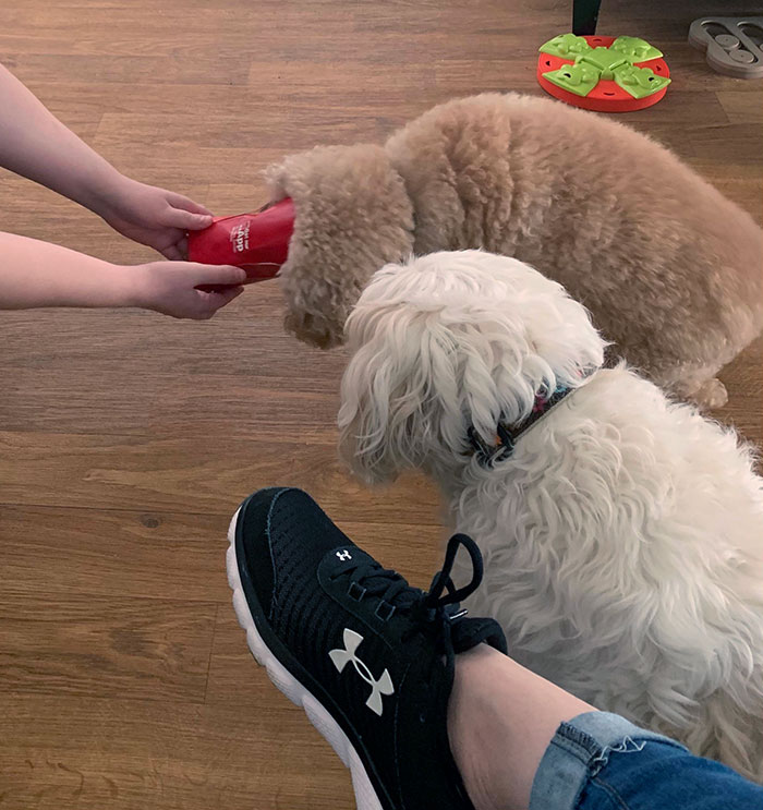 Abby Got Her Head Stuck In A French Fry Container