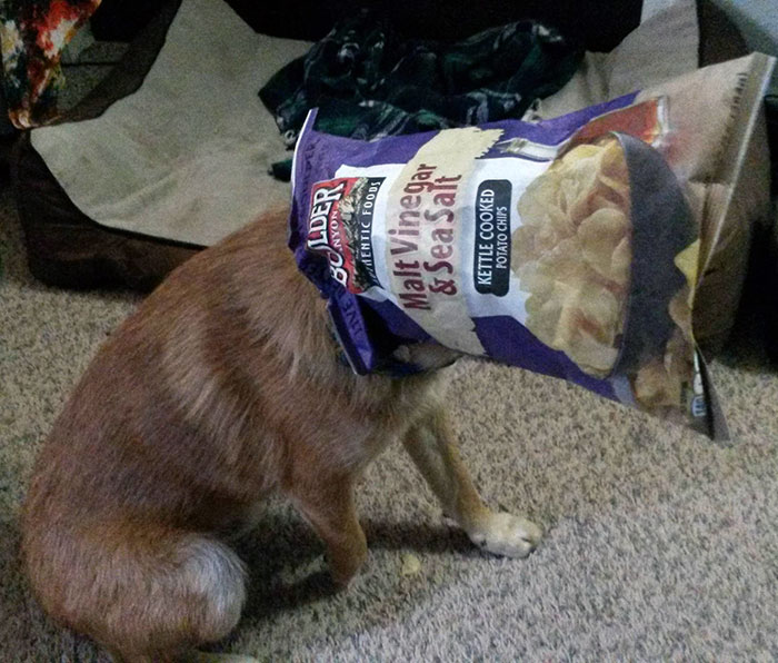 I Think Our Newest Foster Is My Spirit Animal