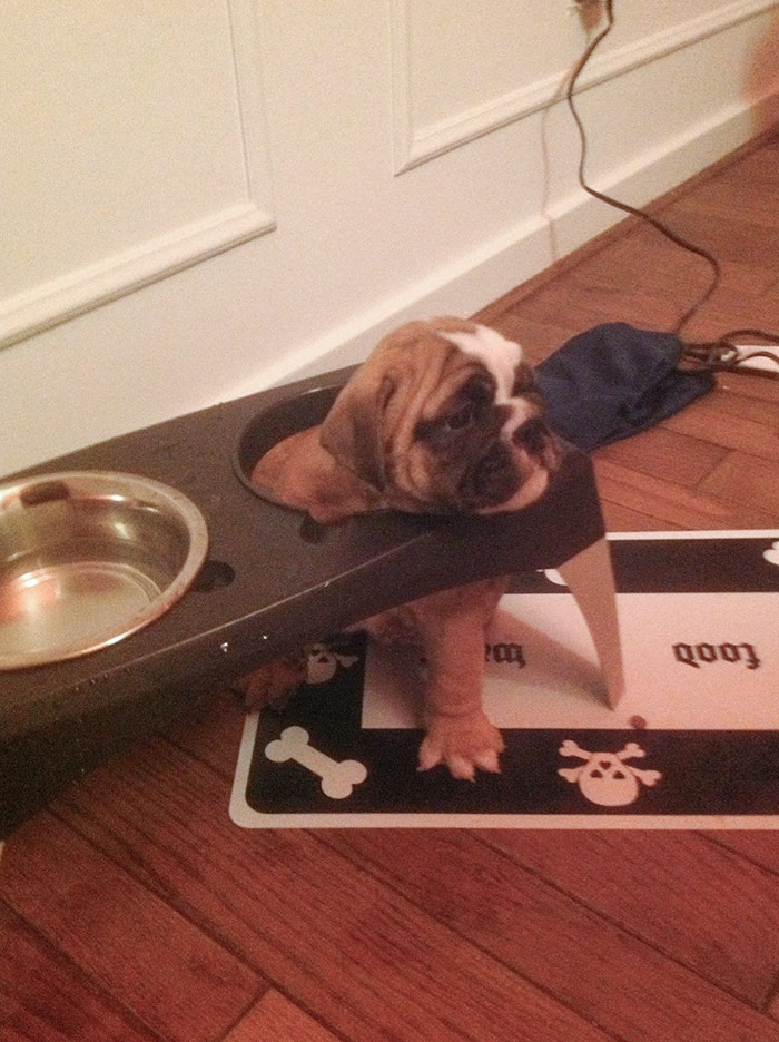 My Dad Just Took Home Two New Bulldog Puppies. One Of Them Just Got Their Head Stuck In The Food Bowl Slot. I'm Dying Of Cuteness