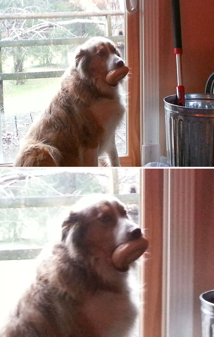 My Dog Tried To Eat A Bagel. And It Got Stuck