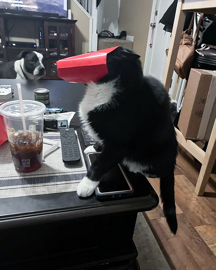 We Never Claimed He Was Smart