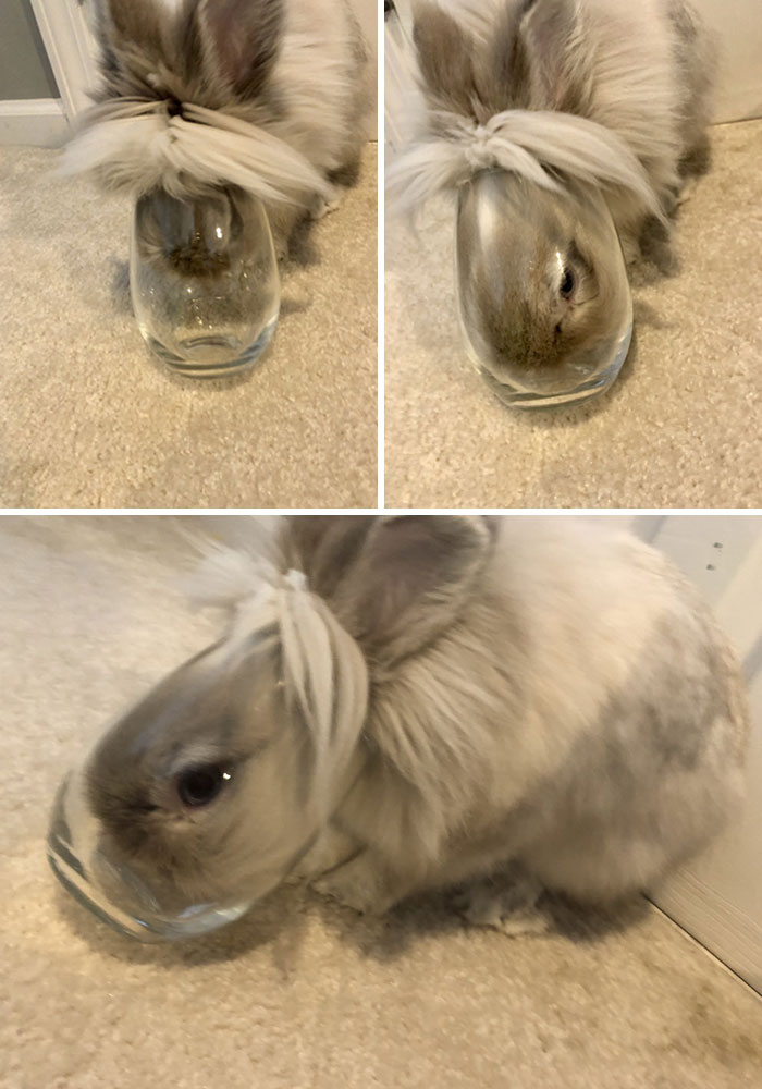 Rabbit In A Glass