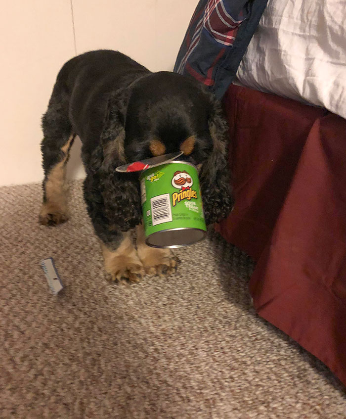 When You Get Caught Stealing Someone’s Chips Because Your Snout Gets Stuck In The Can