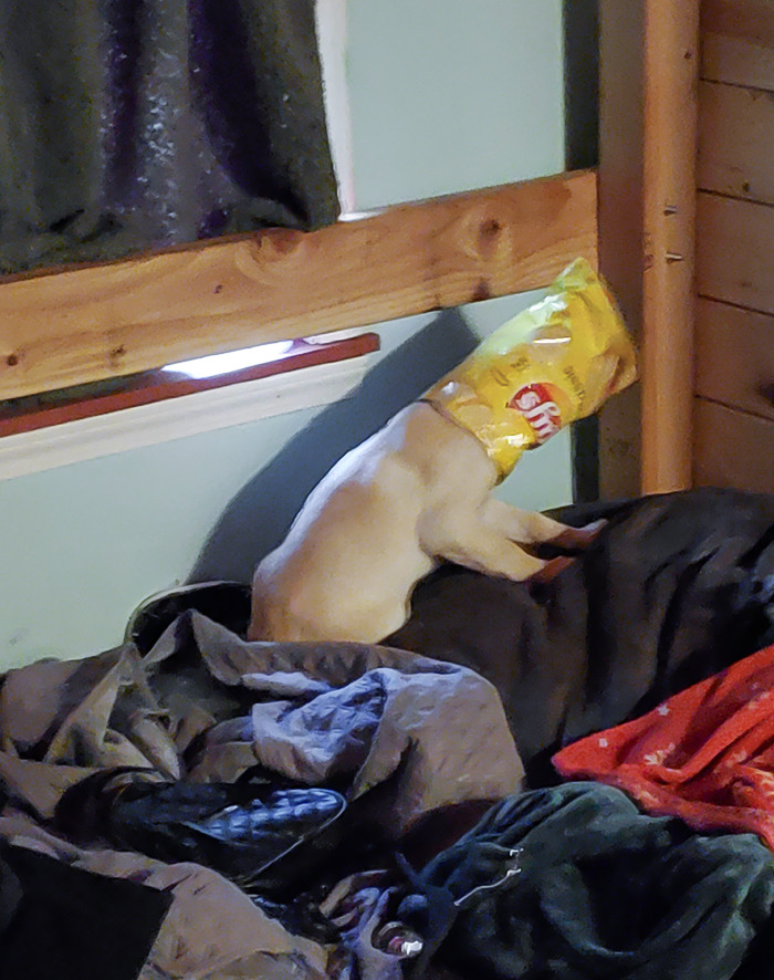 Throwback To When My Puppy Got Her Head Stuck In A Chip Bag
