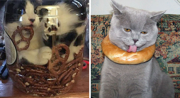 50 Poor Animals Who Ran Out Of Luck And Got Stuck In The Crime (New Pics)