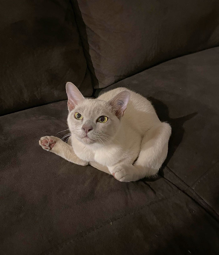 Intentando aprender a hacer "la hogaza"