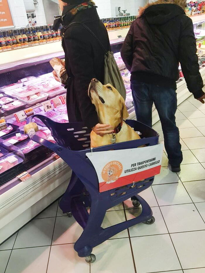 They Have Pet Carts In Grocery Stores In Italy