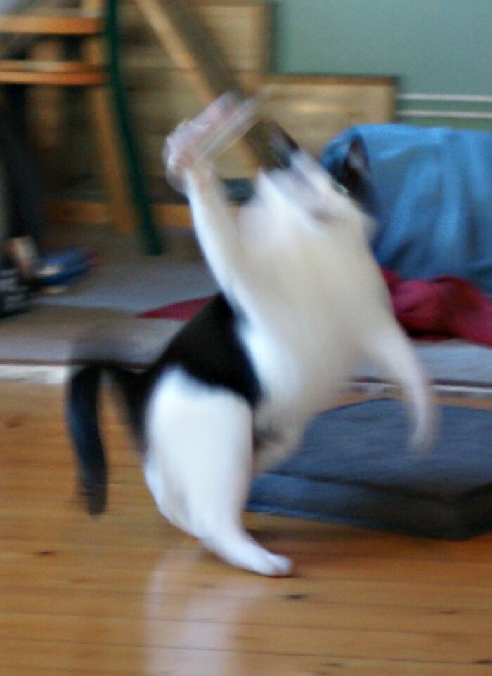 My Ghost Cat Winnie Waving At Me