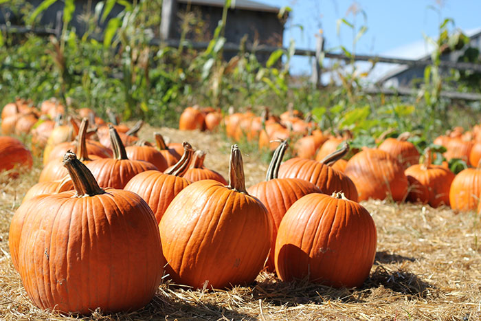 Pumpkins at the field