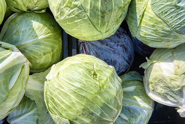 Colorful cabbages