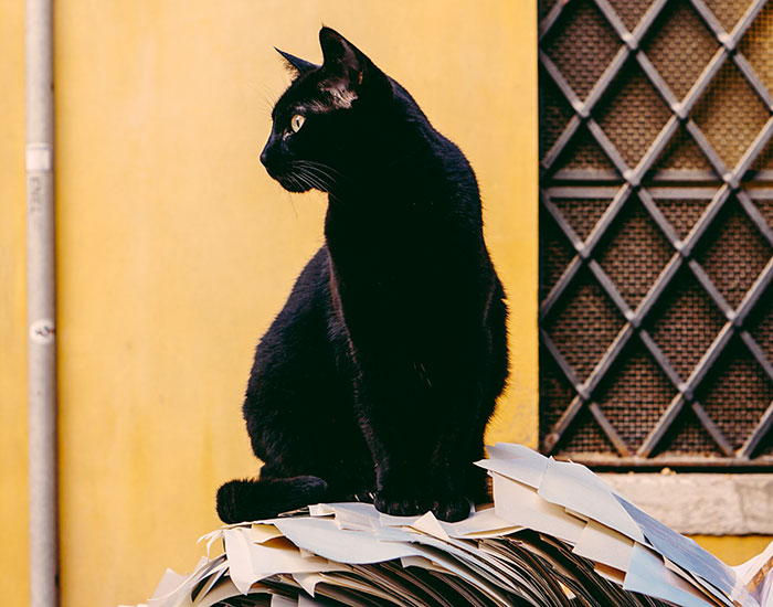 Black cat sitting