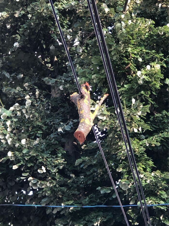 The Tree Has Grown Around The Cable. Inárcs, Hungary