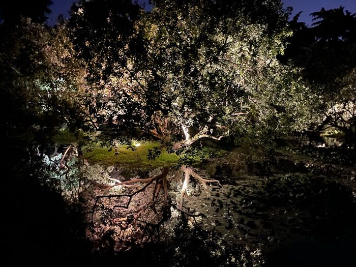 Maybe Not My Very Favourite, But I Took This Photo Of A Tree