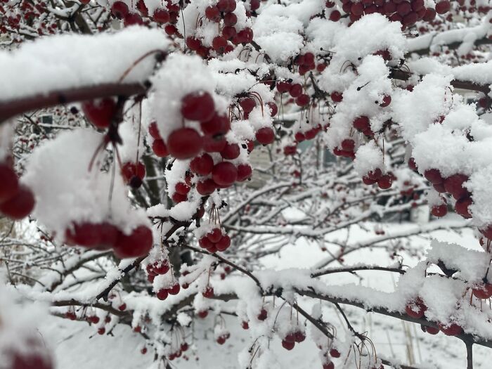 Snow Berries