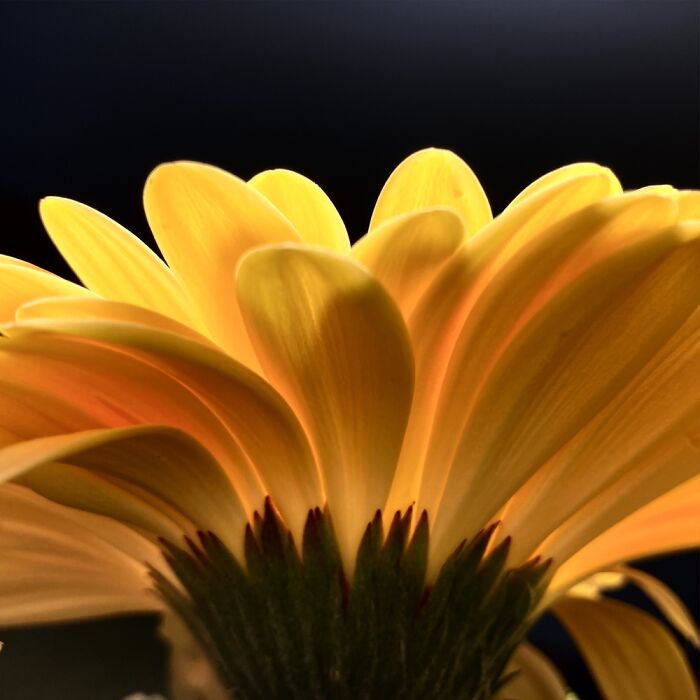 Backlit Gerber Daisy