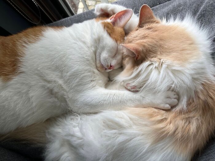 Rogue And Storm, The Cats Of My Daughter