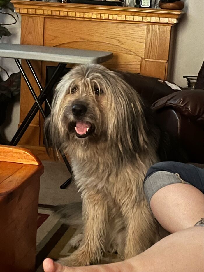 This Is My Dog Maverick. He’s A Good Boy