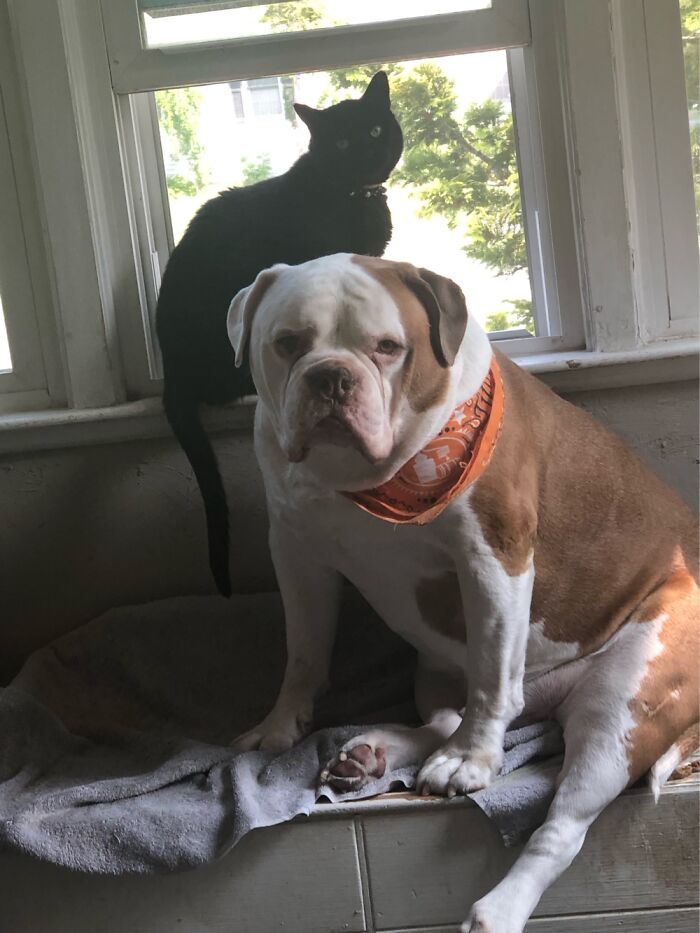 Okay So The Dog Is Louis And The Cat Is Luna. Also, The Cat Has A Crush On The Dog