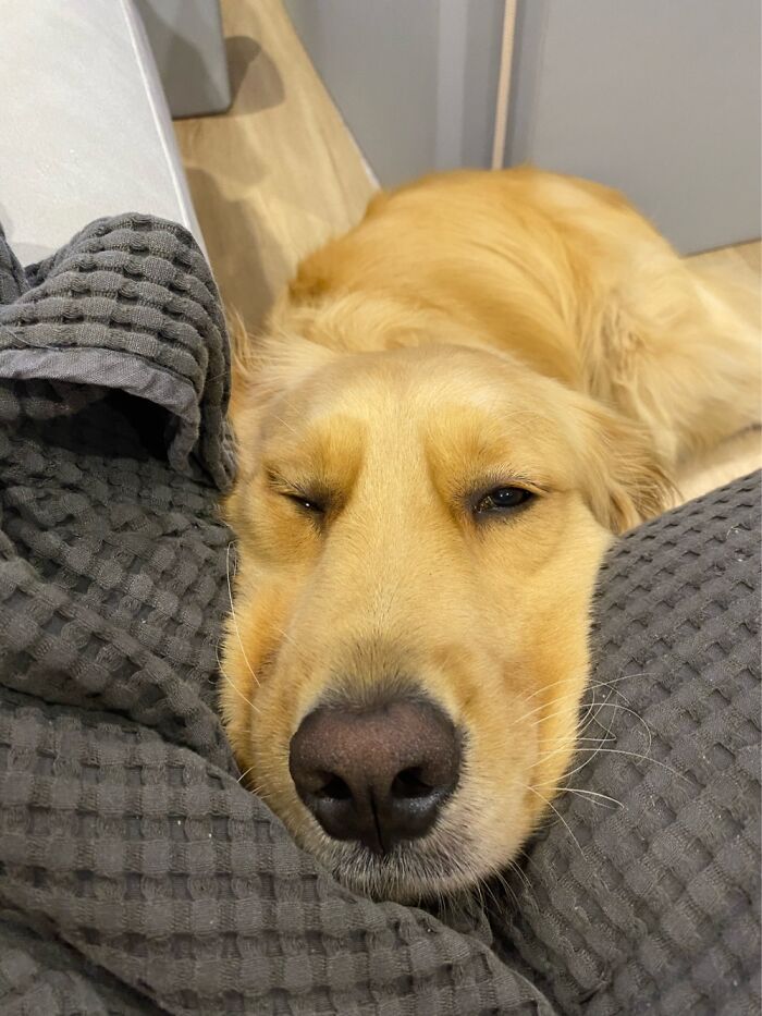 When My Pup Beg For Food