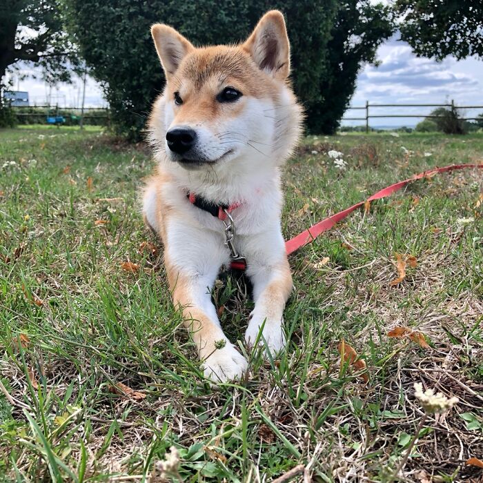 Watson, The Shiba