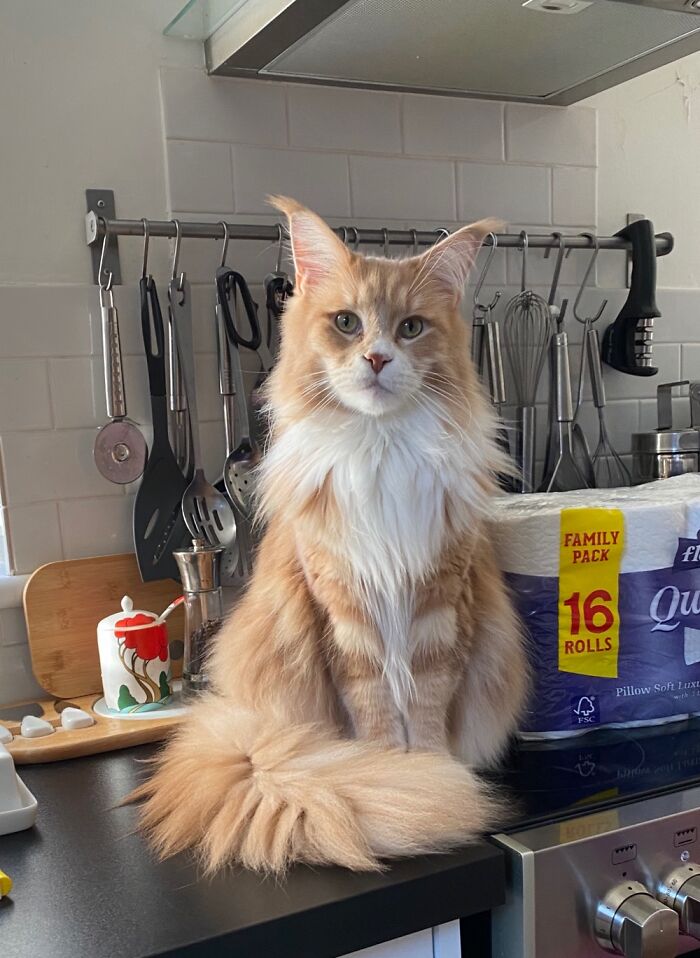 Azlan Following The No Counter Rule!