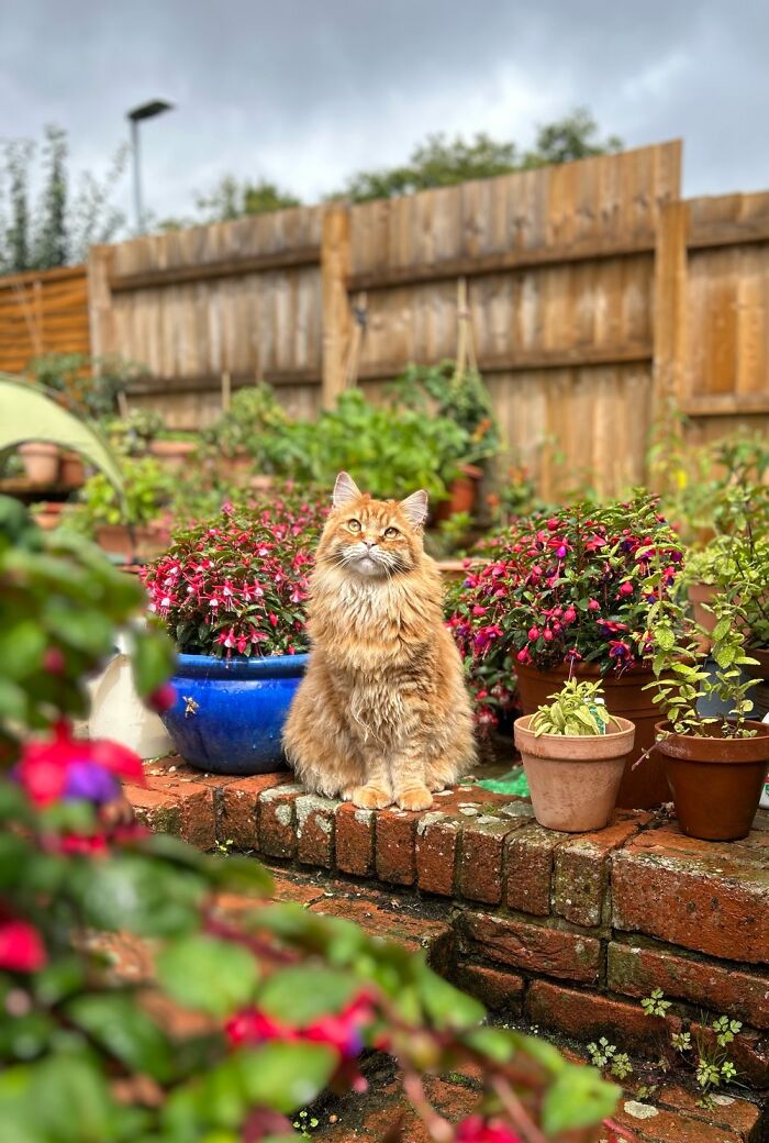 Norman Looking Very Majestic