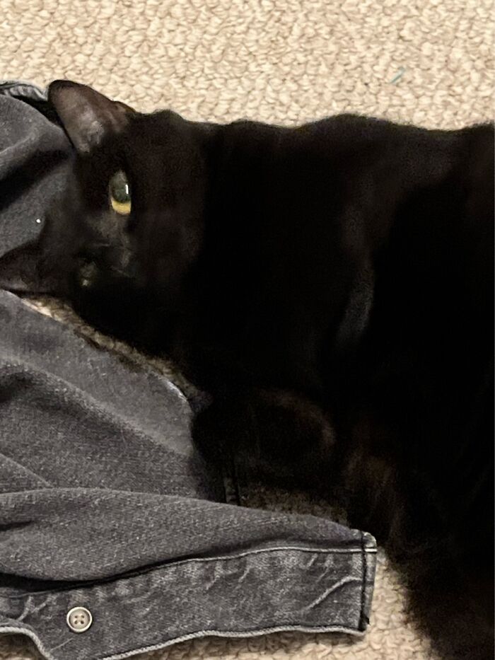 This Is Star, My Best Friend's Cat