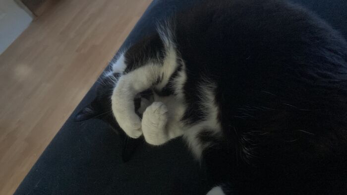 This Is Dropje, She Doesn’t Want To Know Why I Took Her Picture