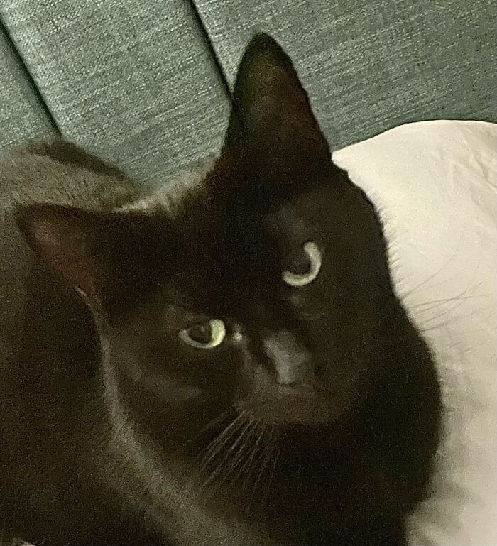 My Girl, Raven. She Was A Rescue And So Traumatised She Lived Behind The Couch For Months