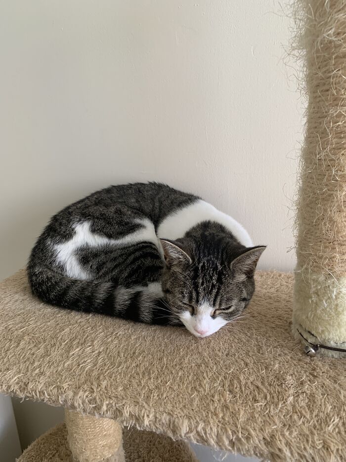 Say Hi To Rosielina! (Rosie For Short)