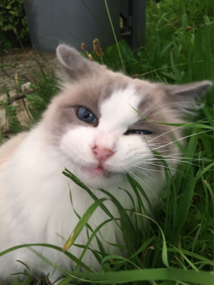 This Cat Hung Out With Me At The Park. Its So Fluffy