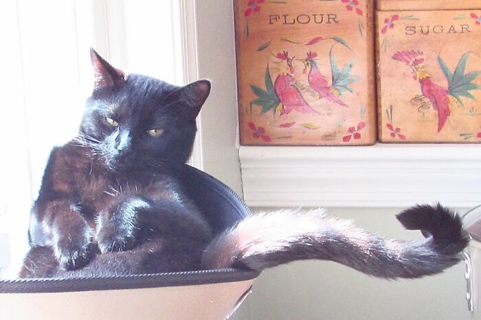 This Weirdo Doesn’t Know How To Sit In A Cat Hammock. His Name’s Monkey