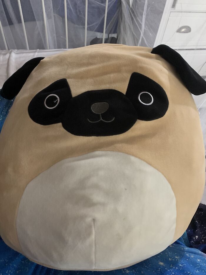 He’s The Only One I Have, But He Is A Faithful Back Pillow