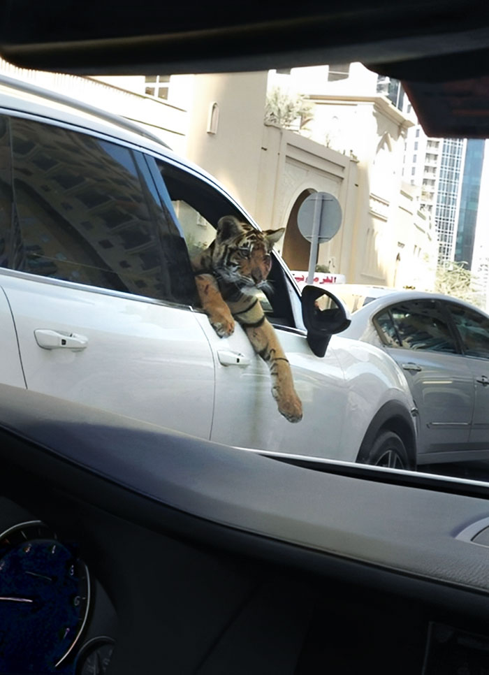 Just An Average Day In Dubai