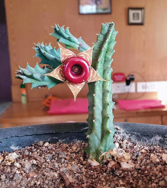 My Cactus Has Grown A Strange-Looking Flower