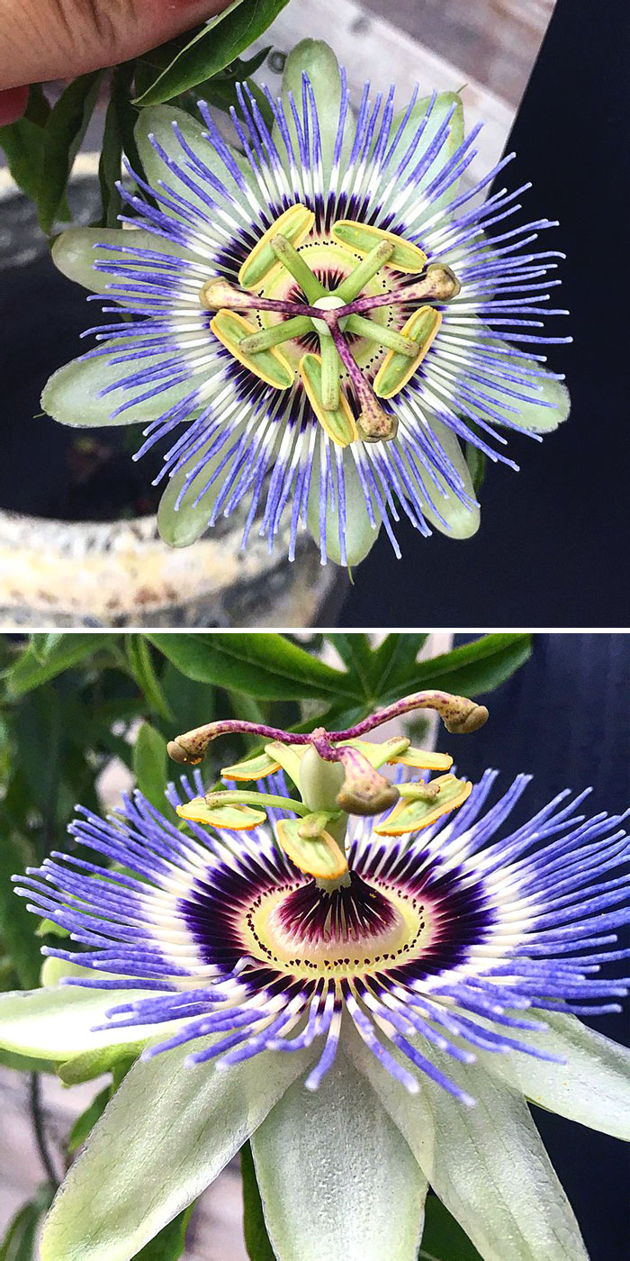 Happy Earth Day. The Craziest Flower I've Ever Seen. This Comes Out Of The Dirt. Let's Protect This Crazy Alien Flower