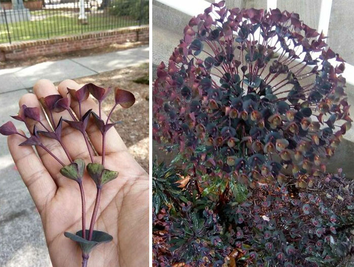 This Plant That Has Exactly Two Branches At Each Node