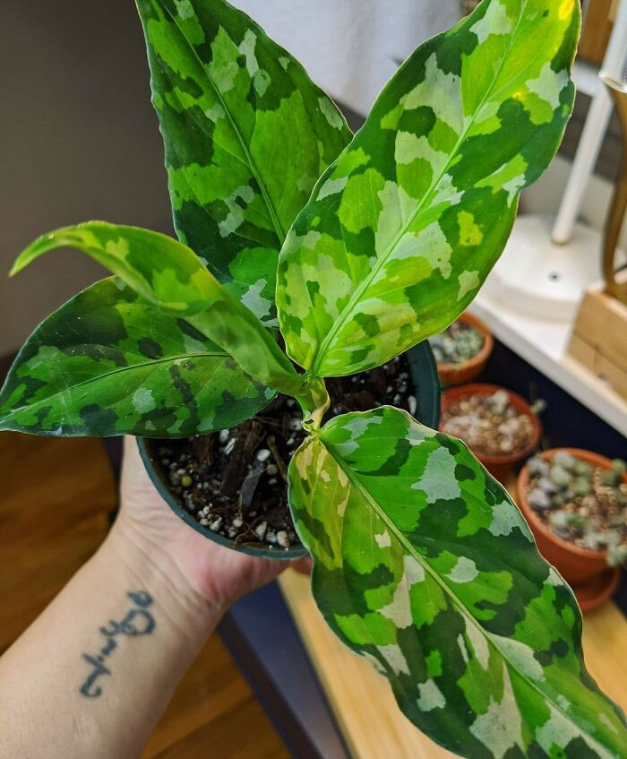 Wishlist Plant Achieved: Aglaonema Pictum Tricolor