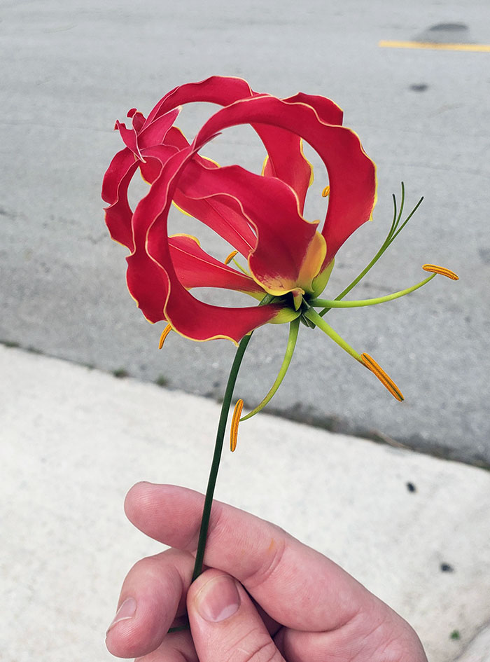This Is A Flame Lily, The National Flower Of Zimbabwe
