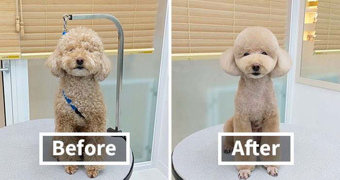 In Korea, A Dog Grooming Salon Goes Viral For ‘Cute’ Styling Transformations Performed On Its Customers (30 Pics)