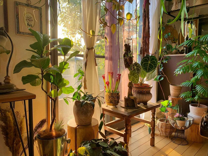 Living room ideas featuring a bright interior with numerous plants near a sunlit window creating a refreshing atmosphere.