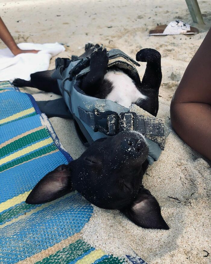 Woman Shares Anguish Over Delta Airlines Losing Her Beloved Pooch In Atlanta Airport