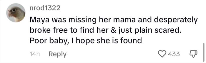 Woman Shares Anguish Over Delta Airlines Losing Her Beloved Pooch In Atlanta Airport