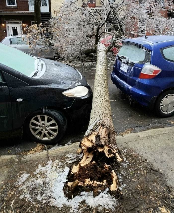 Ventisca en Montreal